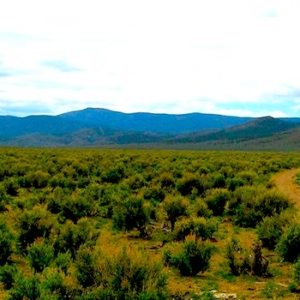 60 Acres • Surveyed • Incredible Access • Foothills of the Trinity Range Overlooking Granite Springs Valley — START YOUR GOLD MINING OR BUILD YOUR RANCH HERE! Adjoins 640 Acres of BLM Land * $38,995.00 Sale Price * $695.00 Deposit * $399 a month