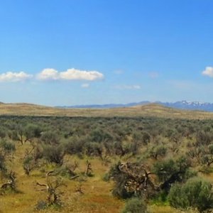 124 Acre Ranch, 3 APN’s * Antelope Valley- Lovelock NV * Exceptional Access — Roads, Easements & BLM Connectivity * $69,995.00 Sale Price * $699.00/Mo * Deposit $895.00 * Mineral Rights & Warranty Deed