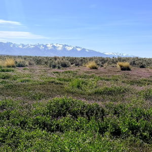 1.13 Acre Ranch Lot in Spring Creek, Elko, Nevada – Road Frontage, Spectacular Views, Power