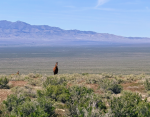 160 Acres in Imlay, NV – Summit Spring / Buffalo Mountain, Surrounded by BLM, Road Access, Water
